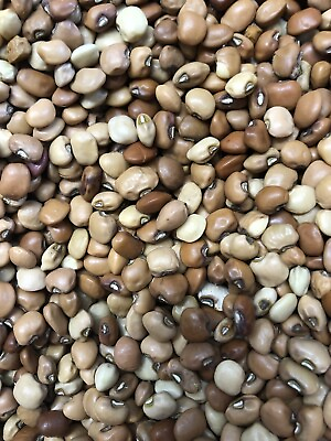 #ad Dixie Lee Pea Seed 1 2 pound. Heirloom Seed Home Garden. Cowpeas. $20.50