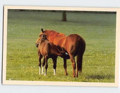 #ad #ad Postcard Mare amp; Nursing Foal at Spendthrift Farm Gates Lexington Kentucky USA $7.72