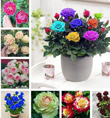 #ad 20 EXOTIC RARE ROSE SEEDS home garden flower plant bush diy sun Rosas hybrid USA $7.25