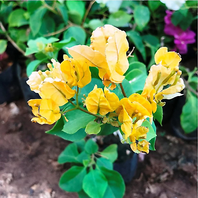 #ad 105 Fresh Seeds Yellow Bougainvillea Flower Seeds for Planting Home Garden NEW $13.89