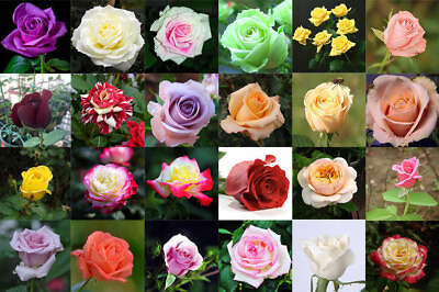 #ad 20 CLASSIC STYLE ROSE SEEDS home garden flower plant bush diy Rosas hybrid tea $7.25