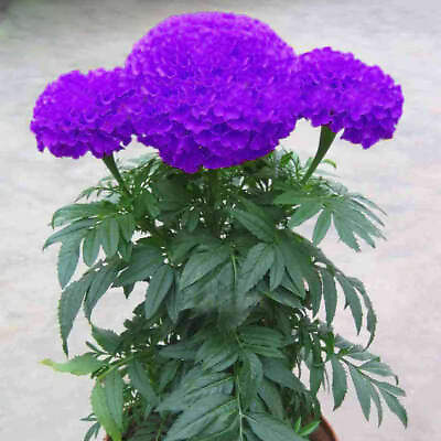 #ad 100 Purple Blue Marigold Seeds Home Garden Edible Flower Seed Potted Plant $5.25